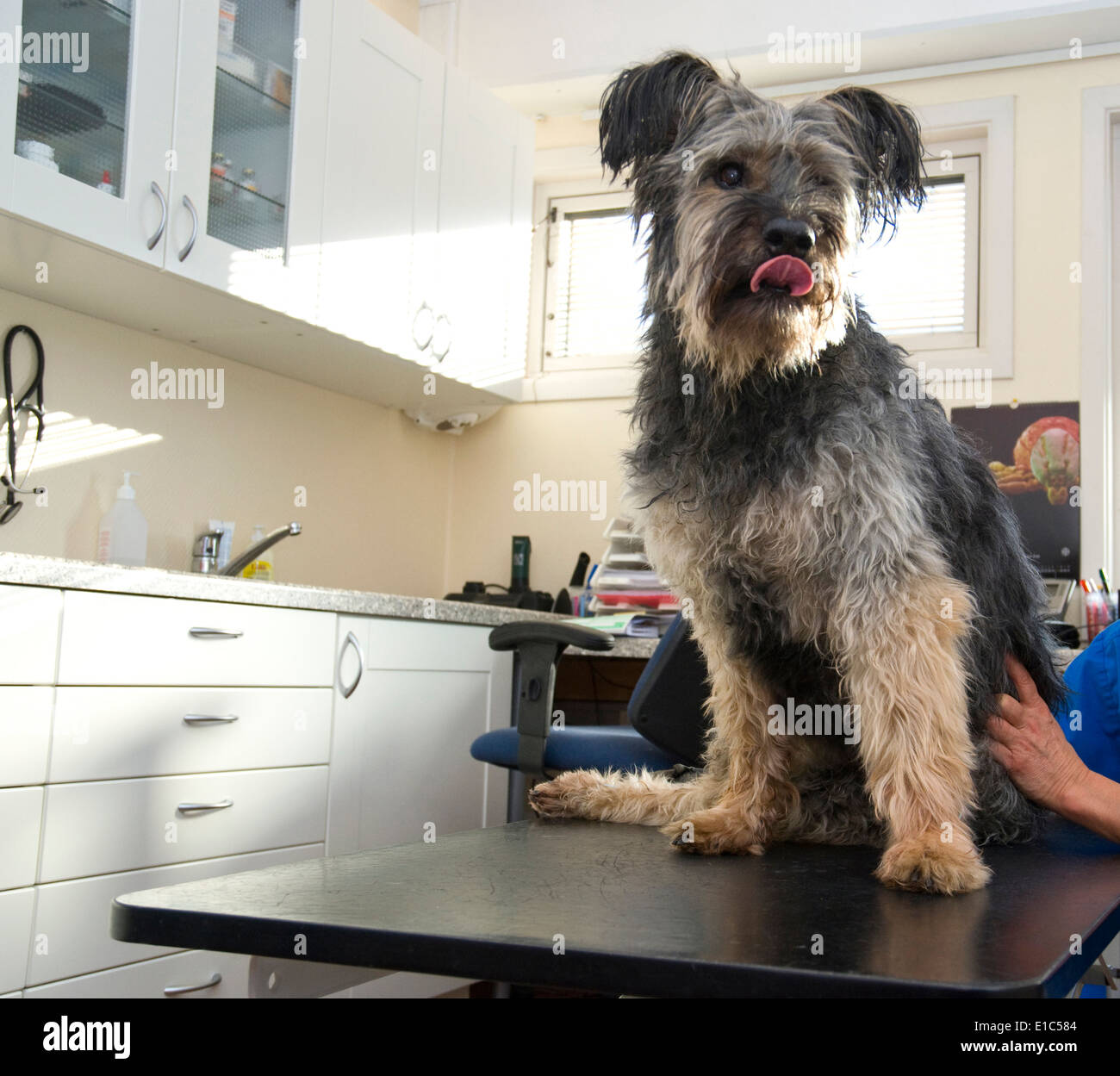 scruffy mongrel