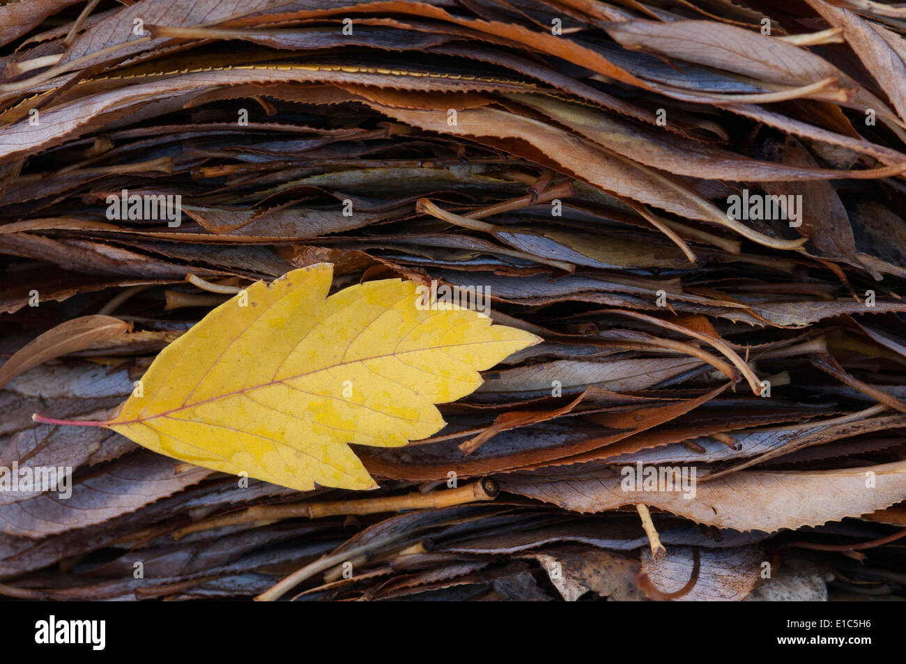 A single leaf on top of a pile of leaves in autumn. Stock Photo