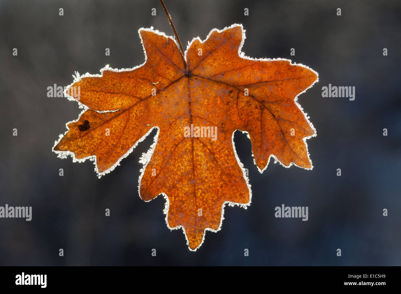 A maple leaf in autumn colours on ice. Stock Photo