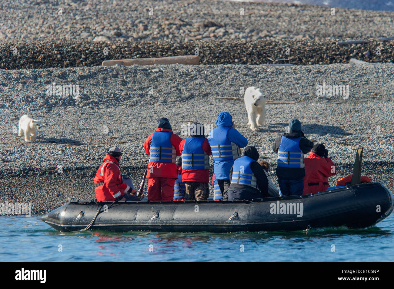 Female polar bear with a cub on a beach walking towards a Zodiac with