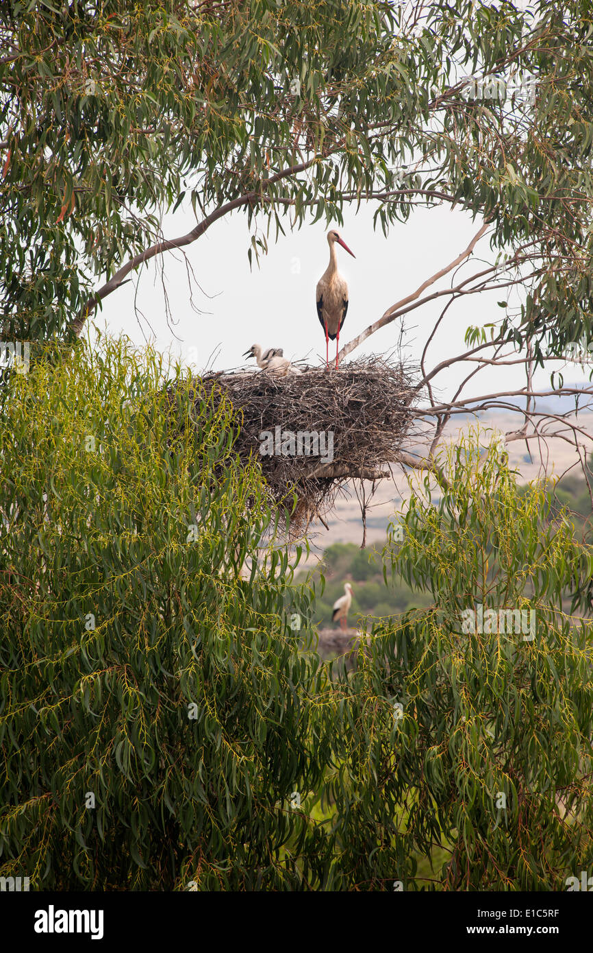 A white stork perched on a nest in the branches of a tree. Stock Photo