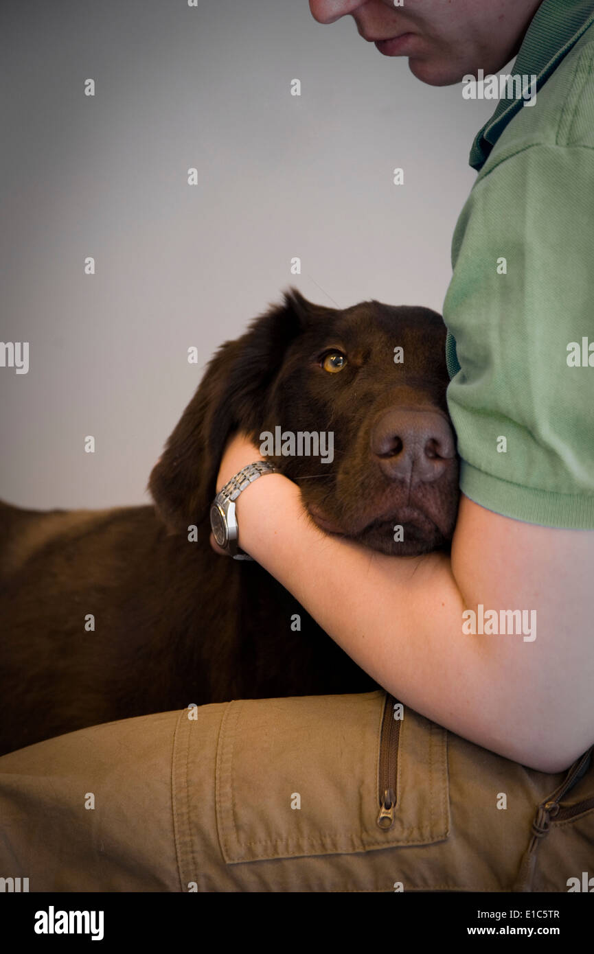 Brown dog being comforted by owner Stock Photo