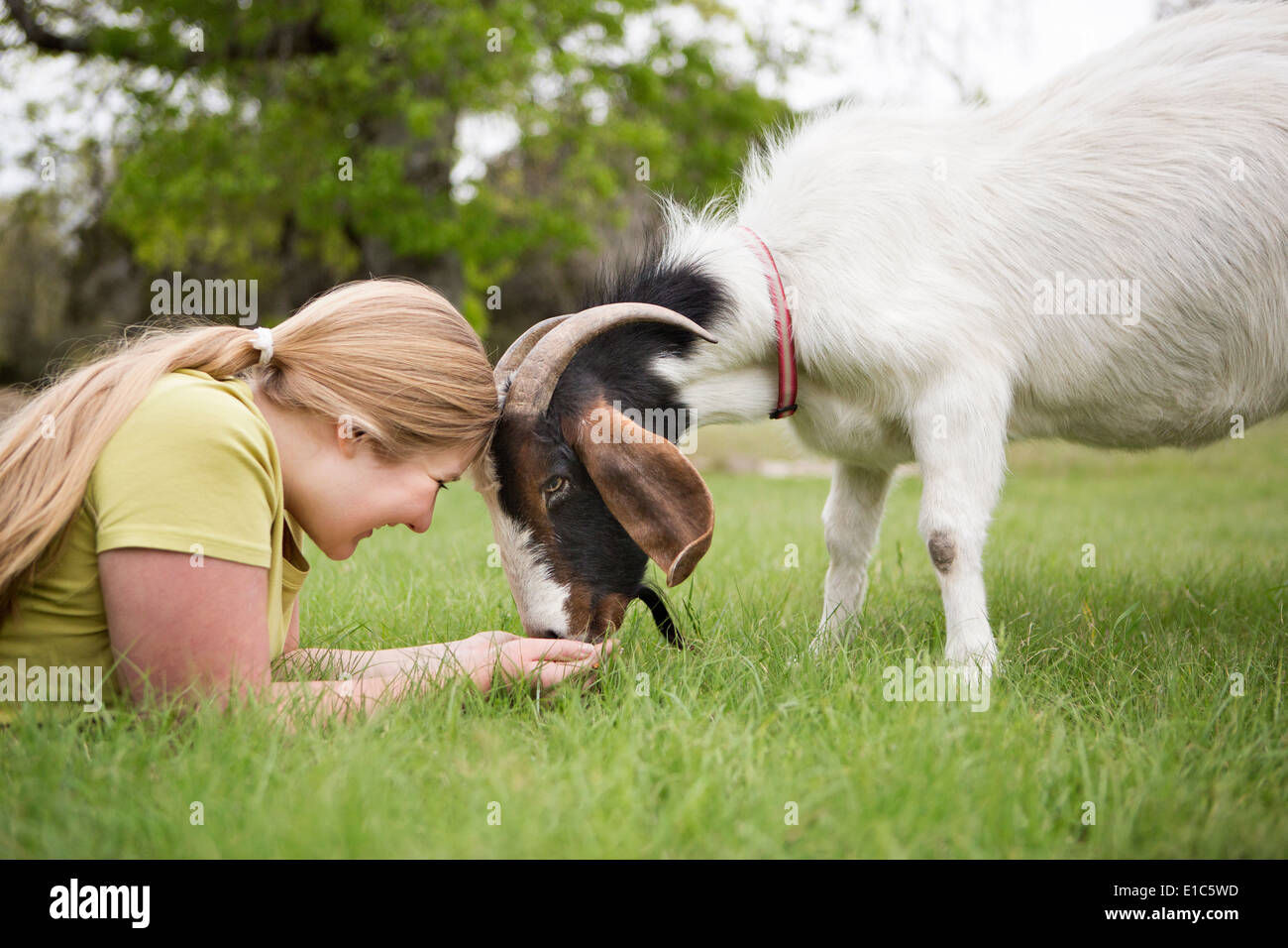 A girl lying on grass head to head with a goat. Stock Photo