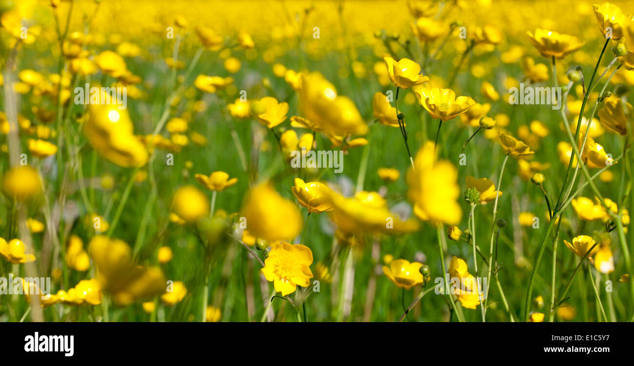 meadow buttercup Stock Photo
