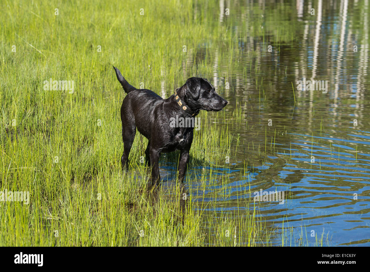 A black labrador dog on the edge of standing water. Stock Photo