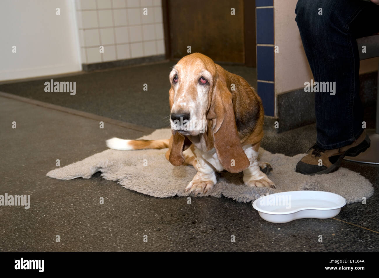 Basset Hound at the vets Stock Photo: 69724378 - Alamy