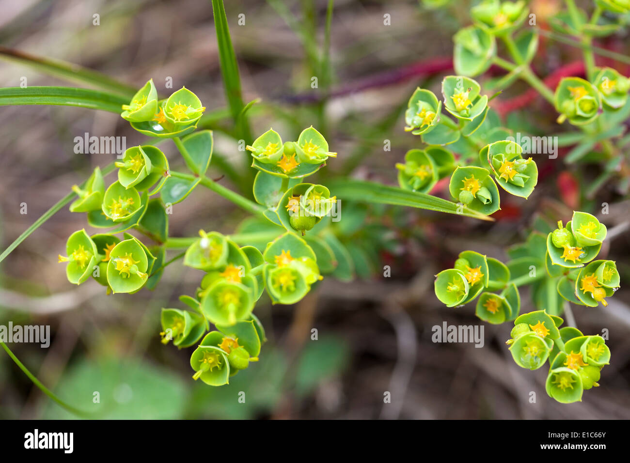 Myrtle Spurge Stock Photo