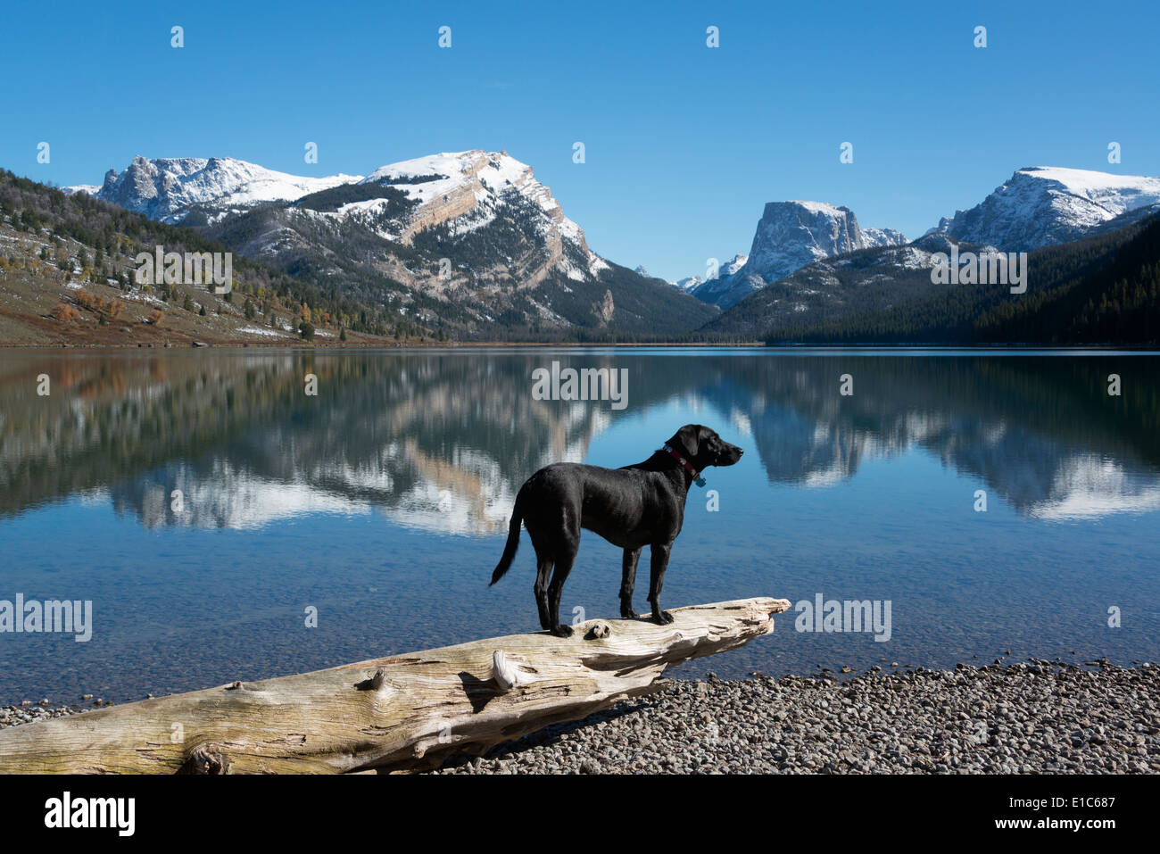 Black labrador dog hi-res stock photography and images - Alamy