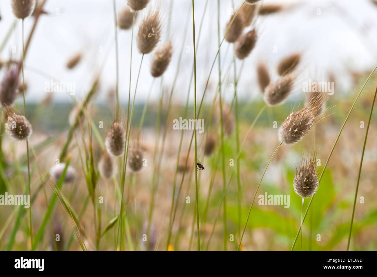 Bunny Tail Grass Stock Photo Alamy