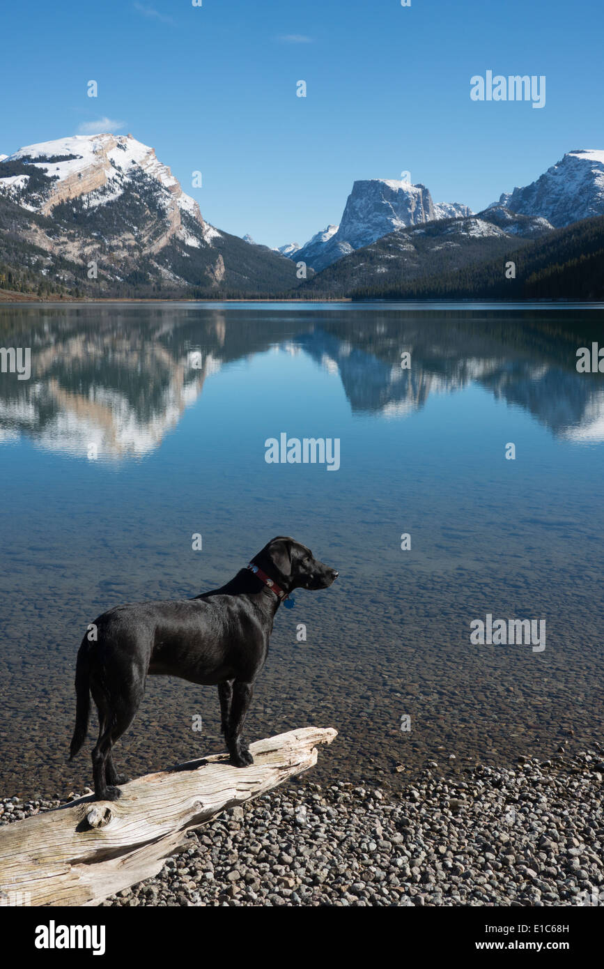 Black labrador dog hi-res stock photography and images - Alamy
