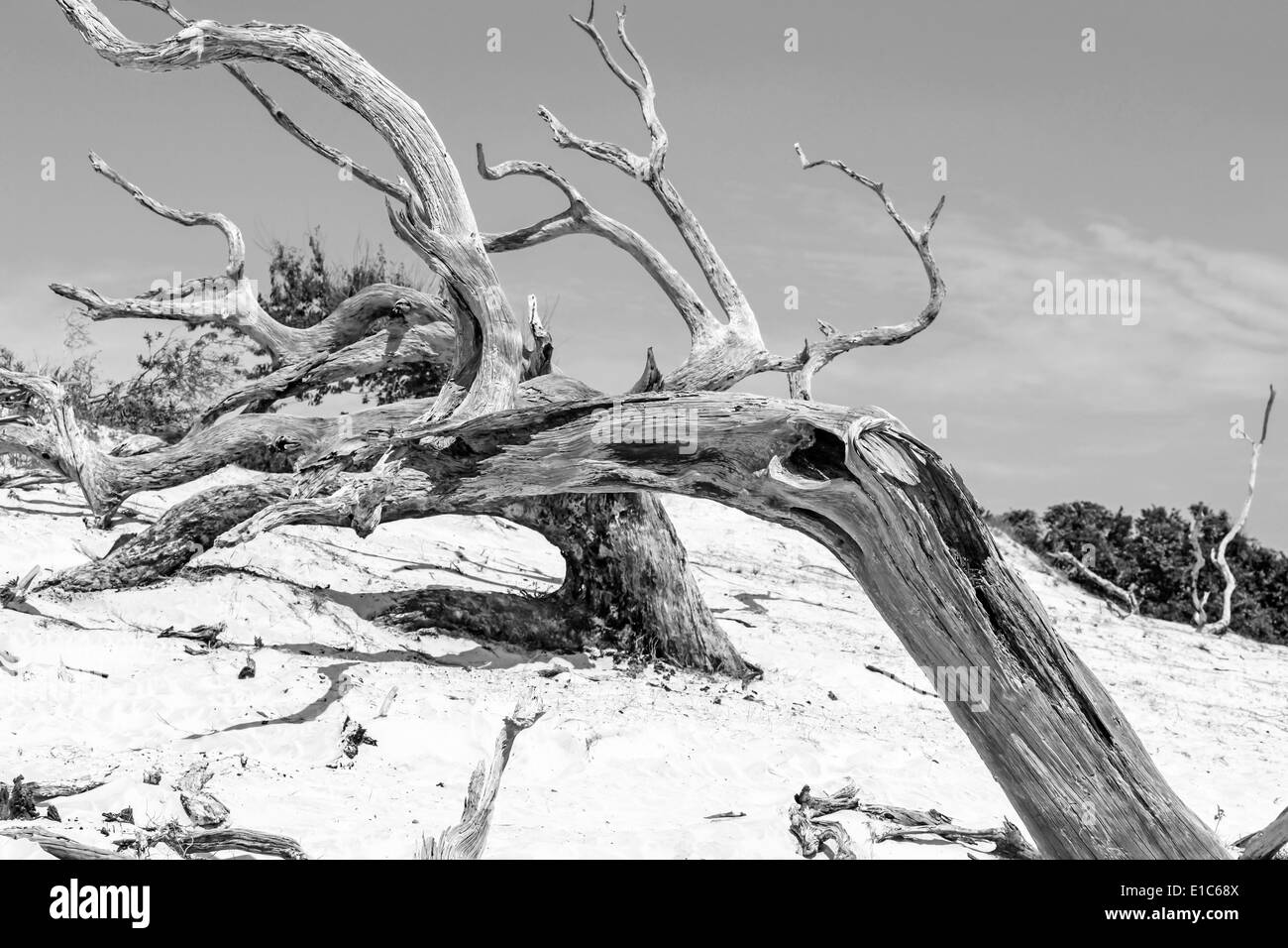 Dead trees covered by the shifting sand dunes of Cumberland Island GA Stock Photo