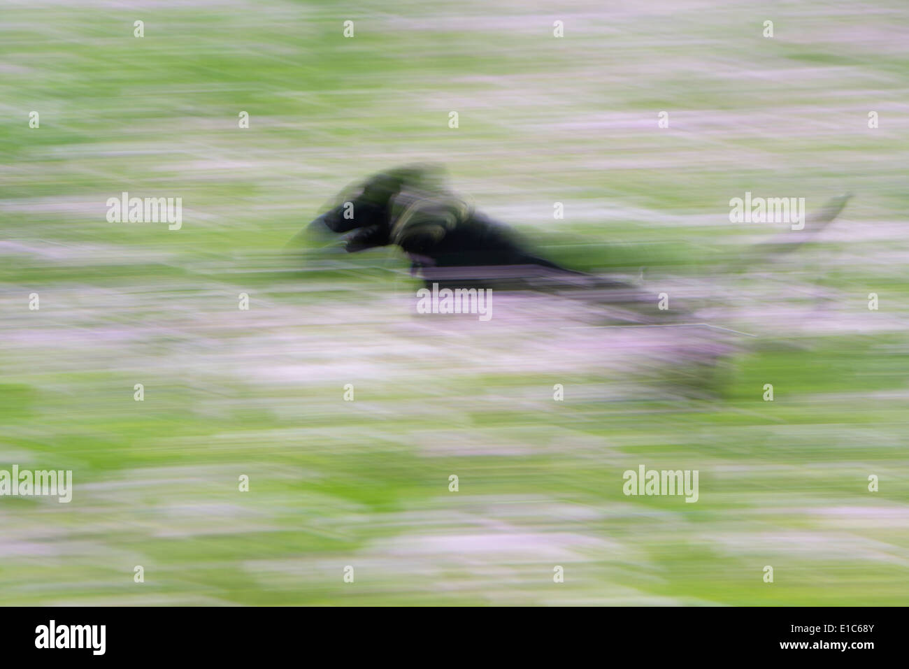 A black labrador dog running through a wildflower meadow Stock Photo ...