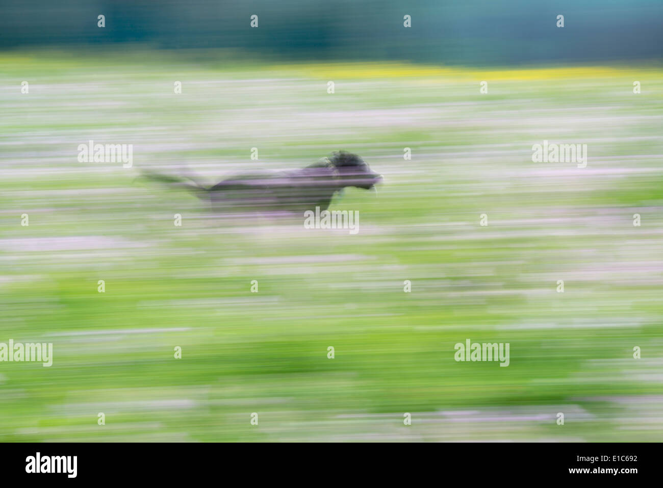 A black labrador dog running through a wildflower meadow Stock Photo ...