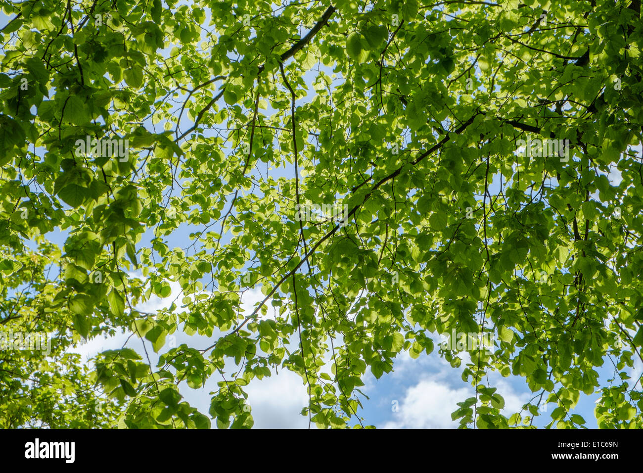 Blå Passiv hul Sunlight through leaves hi-res stock photography and images - Alamy