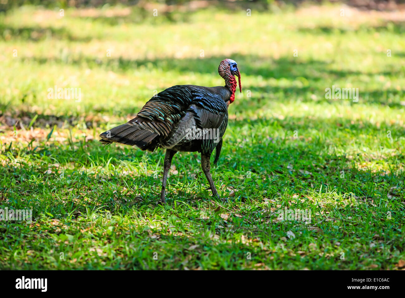 Wild American Turkey roaming the graasy openness of America's South Stock Photo