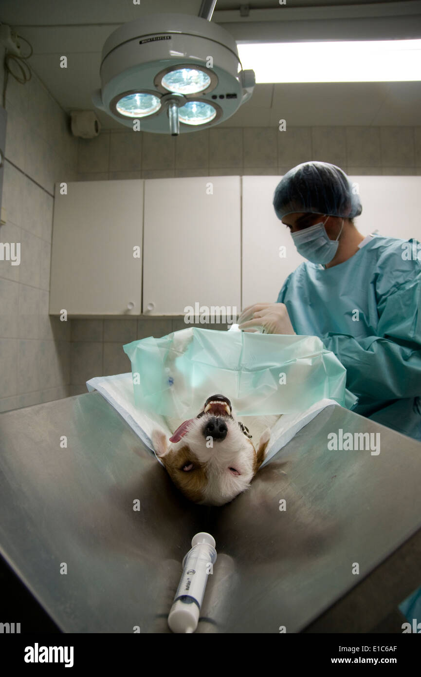 Dog being neutered Stock Photo Alamy