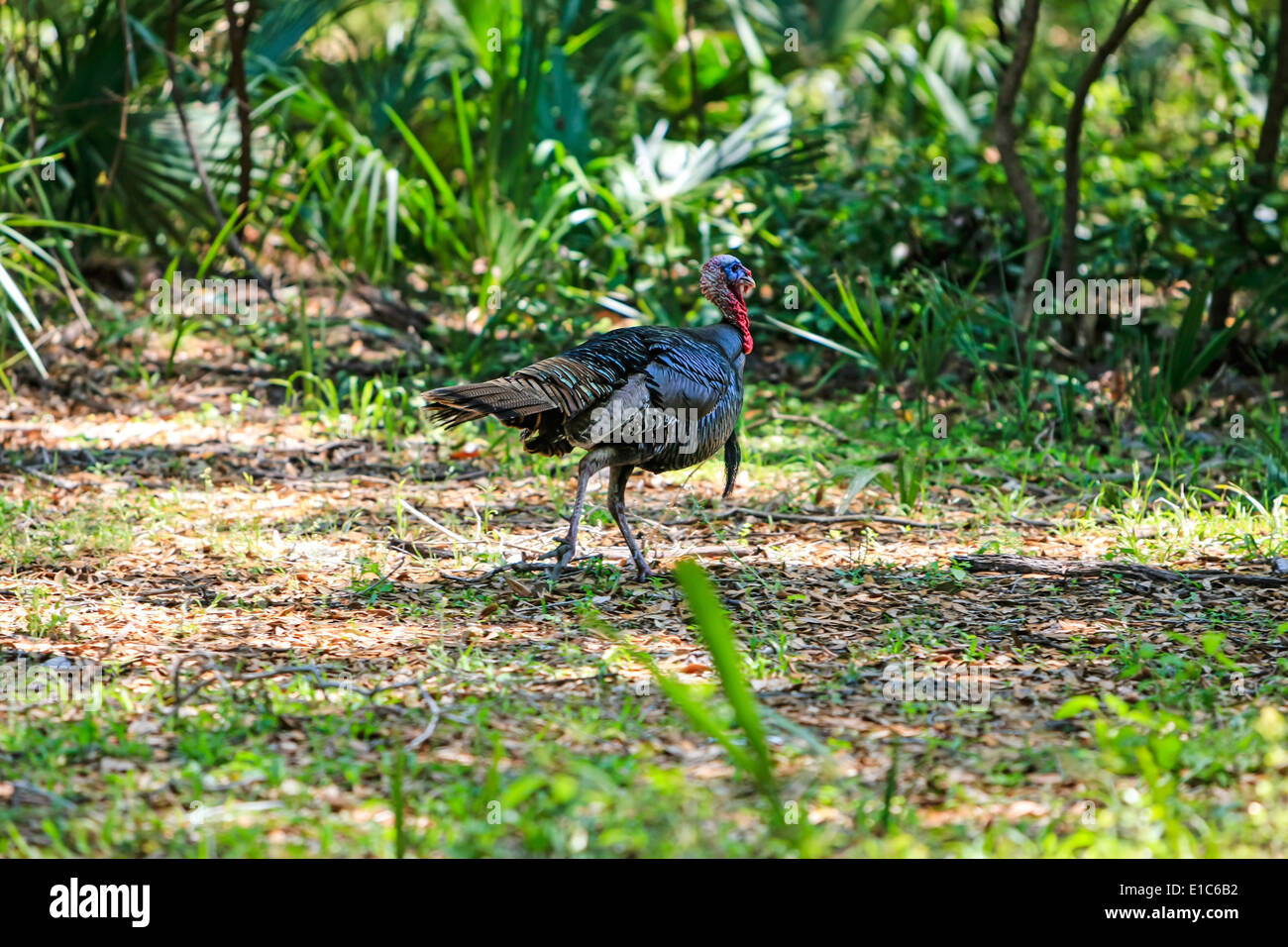 Wild American Turkey roaming the graasy openness of America's South Stock Photo