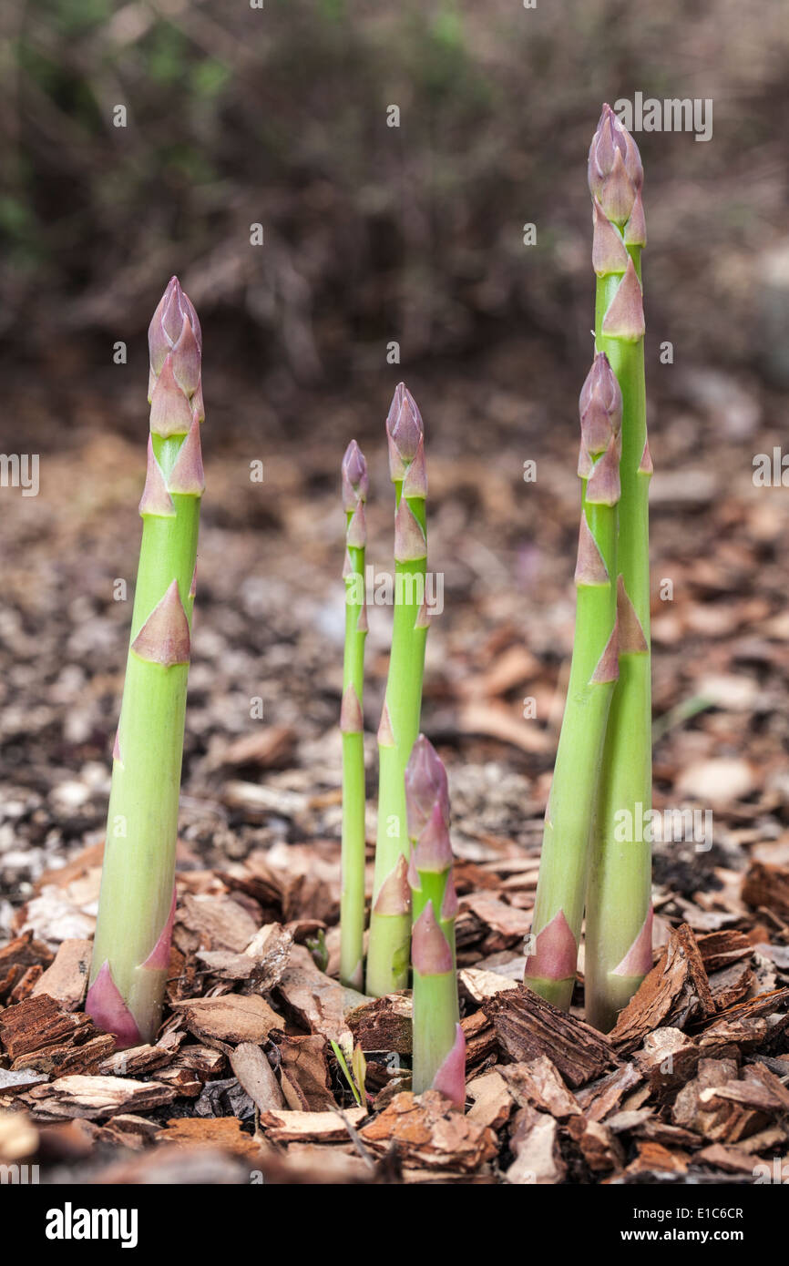 Asparagus growing hires stock photography and images Alamy