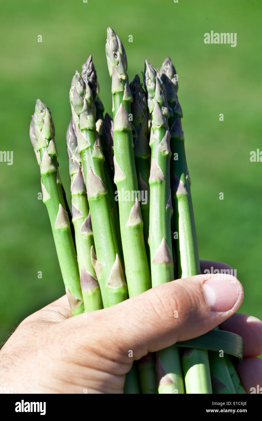 Asparagus in man hand. The grass is in the background. Stock Photo