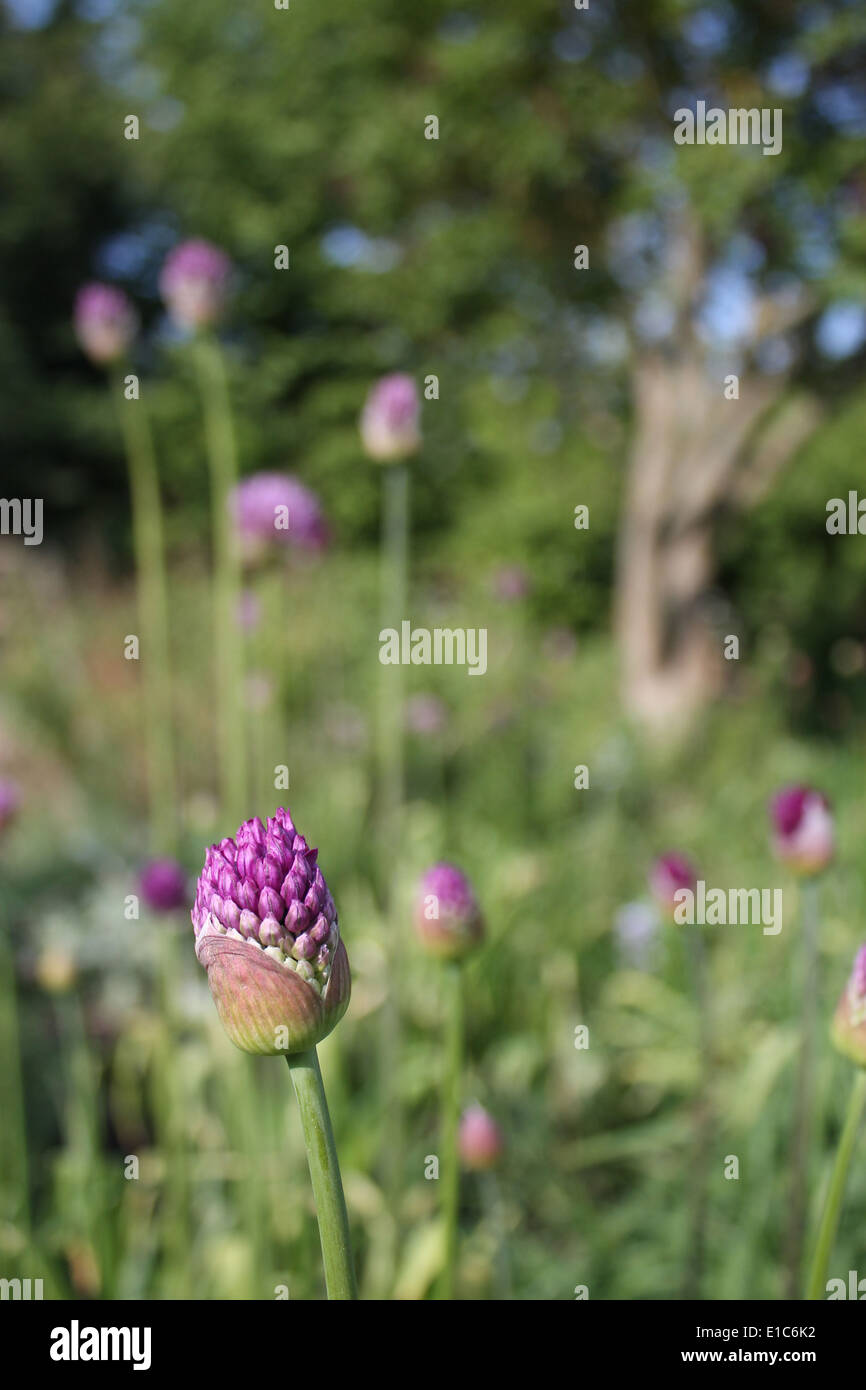 Allium flower bud opening Stock Photo Alamy