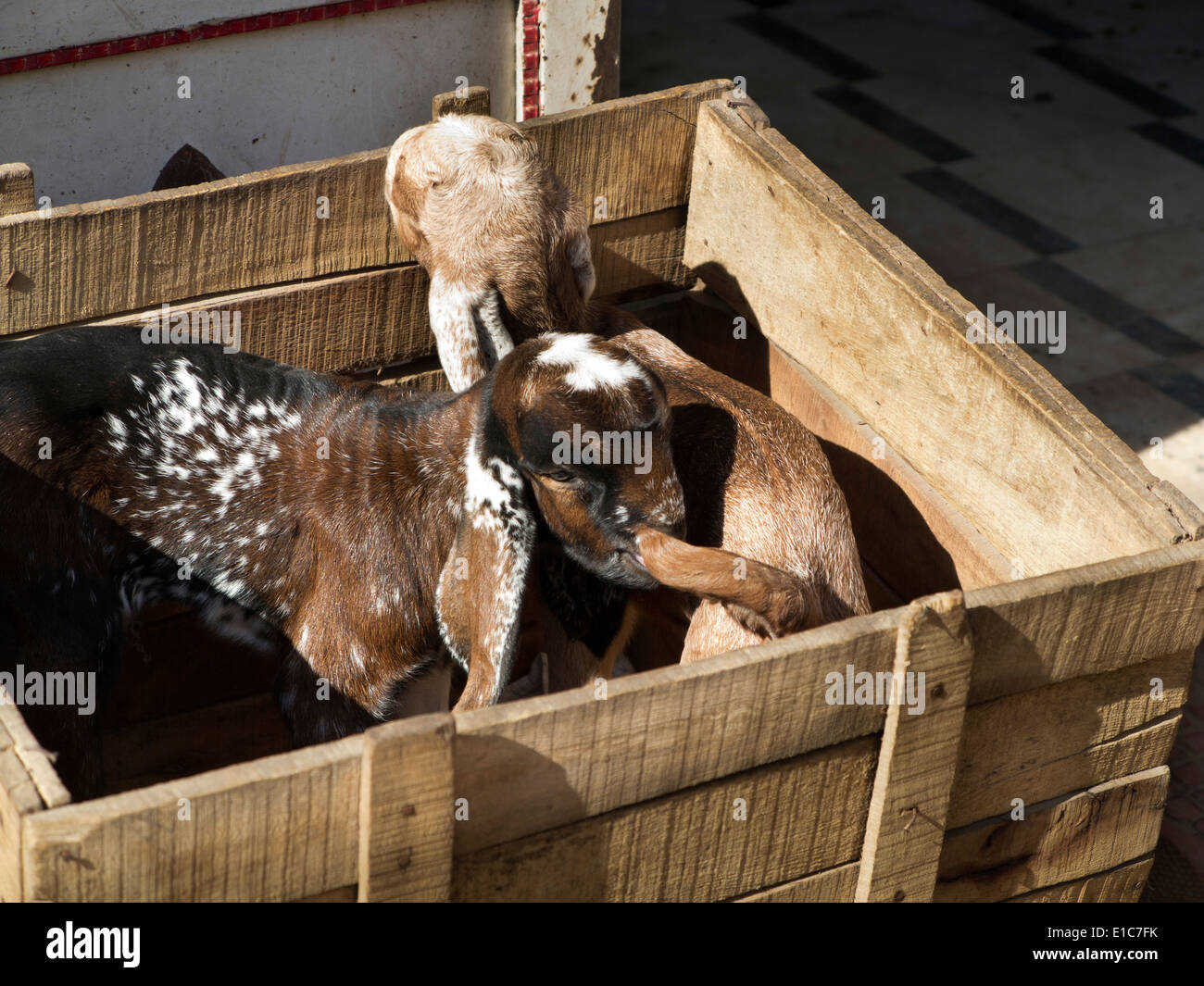 India, Rajasthan, Jodhpur, animal welfare, two goats contained in wooden box Stock Photo