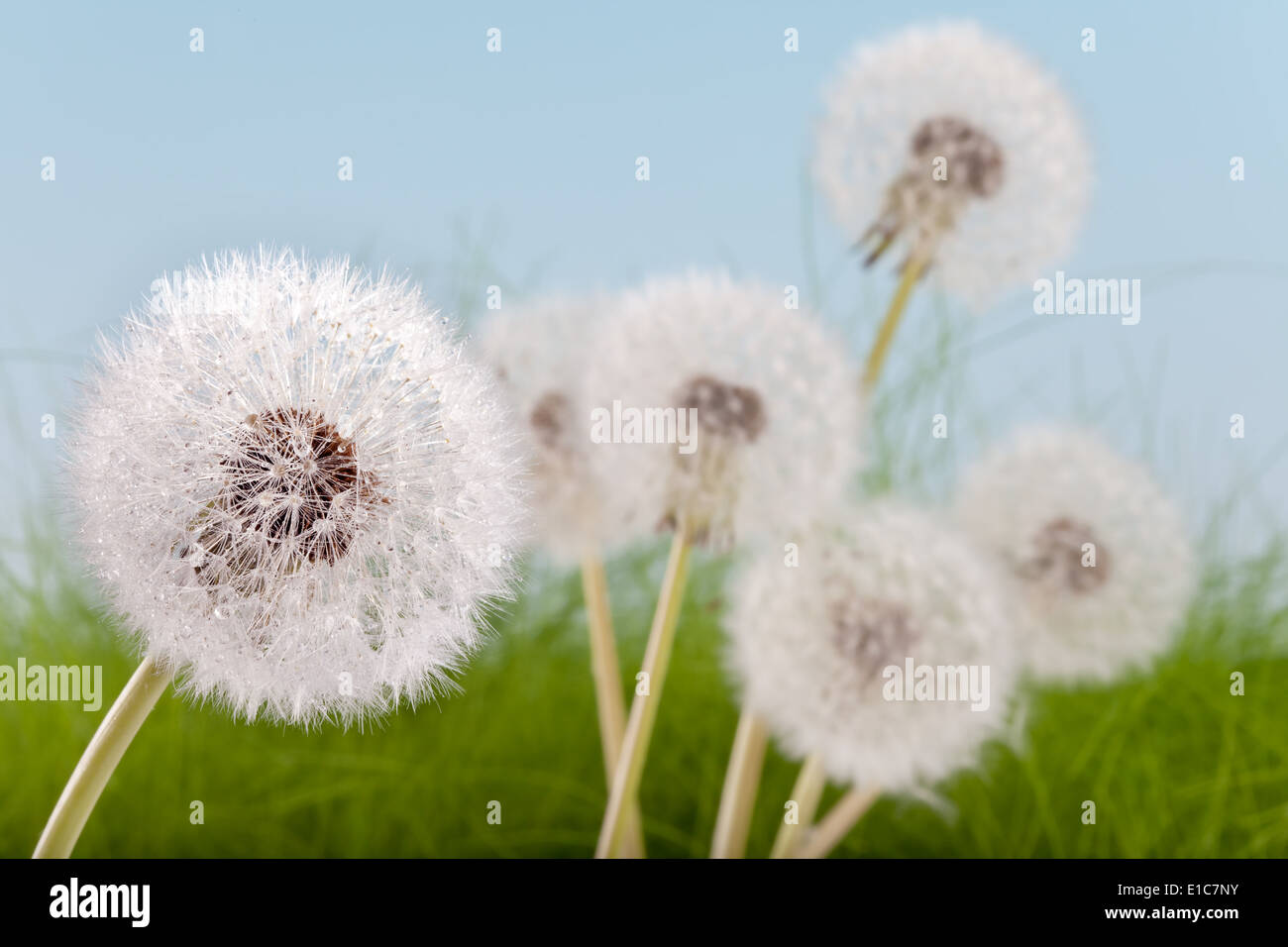Wet dandelions in garden close hi-res stock photography and images - Alamy