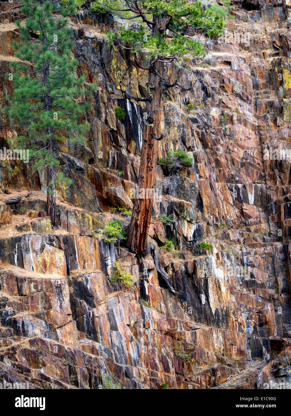 Cedar tree growing in rock wall on banks of Glen Alpine Creek. Near Fallen Leaf Lake, California Stock Photo