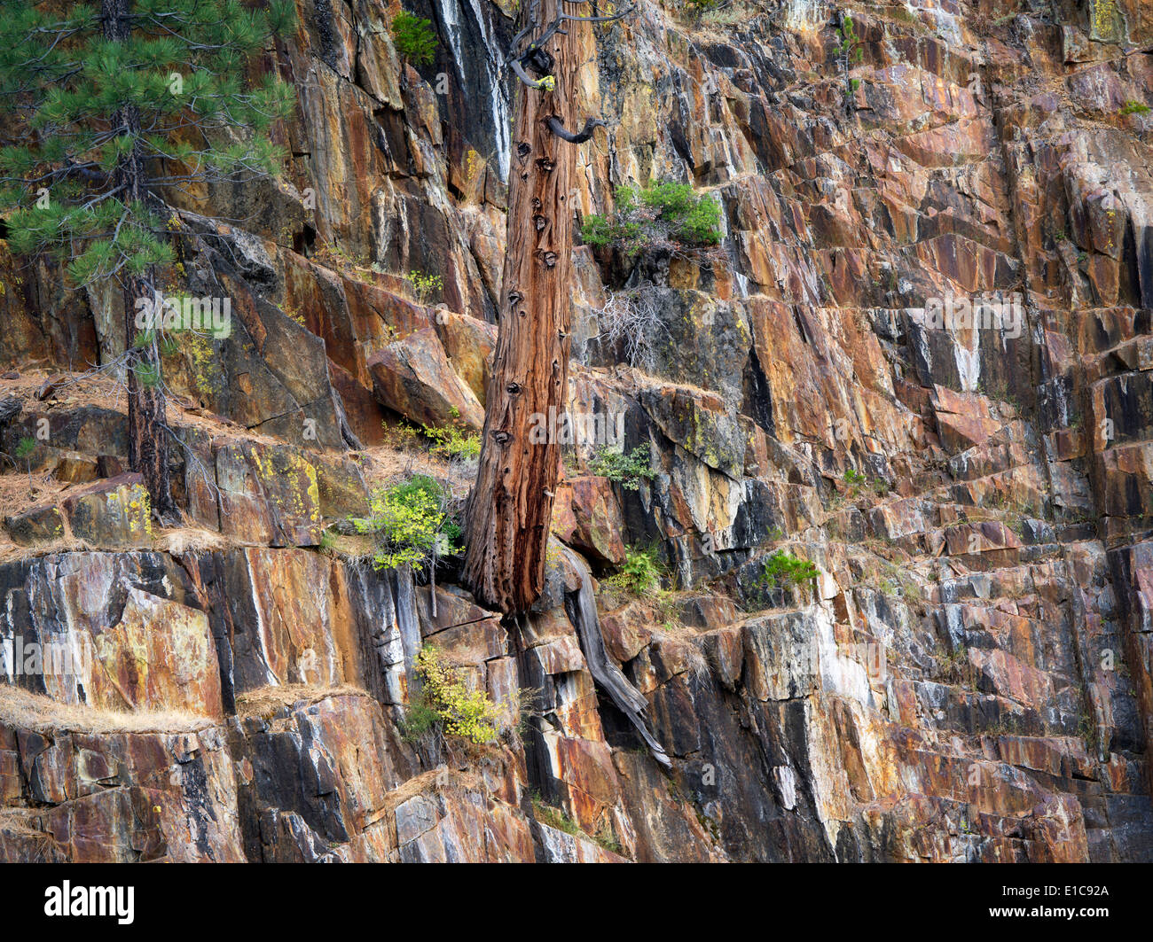 Cedar tree growing in rock wall on banks of Glen Alpine Creek. Near Fallen Leaf Lake, California Stock Photo