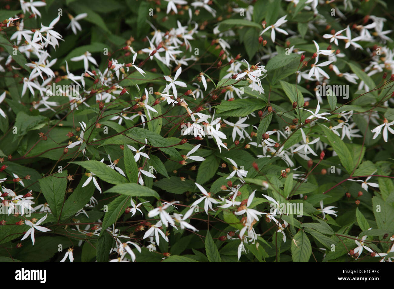 Gillenia trifoliata shrub in flower Stock Photo