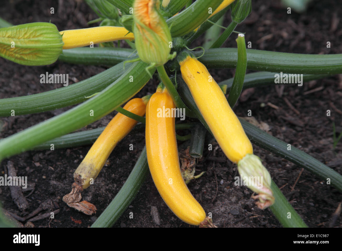 Courgette 'Parador' close up of ripe fruit Stock Photo