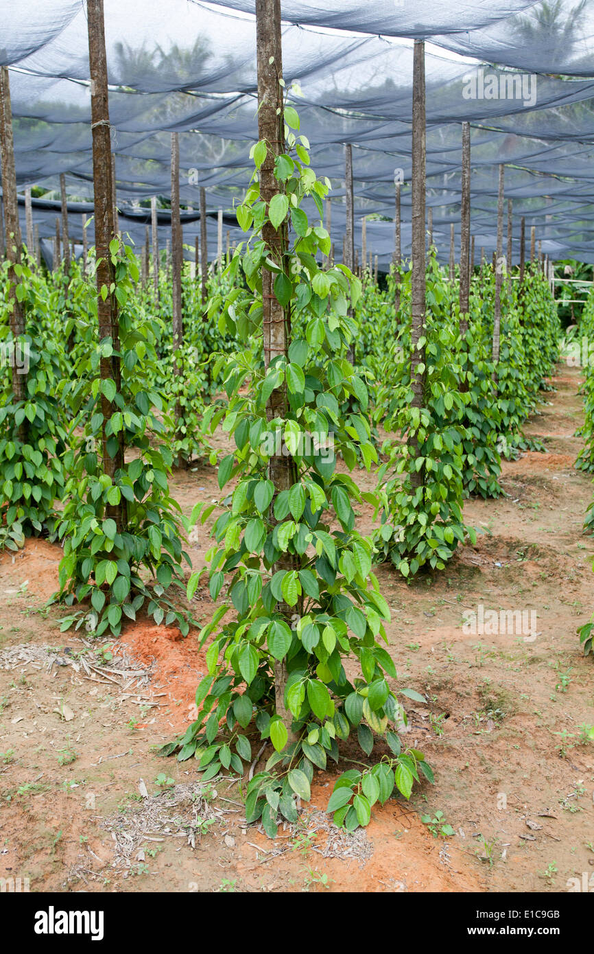 Pepper Farm on Phu Quoc Island in Vietnam Stock Photo Alamy