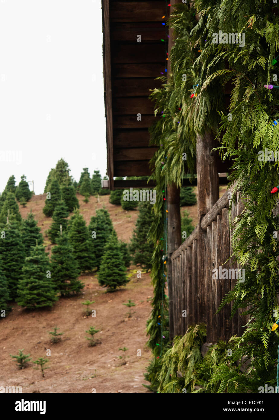 Oregon trees hires stock photography and images Alamy