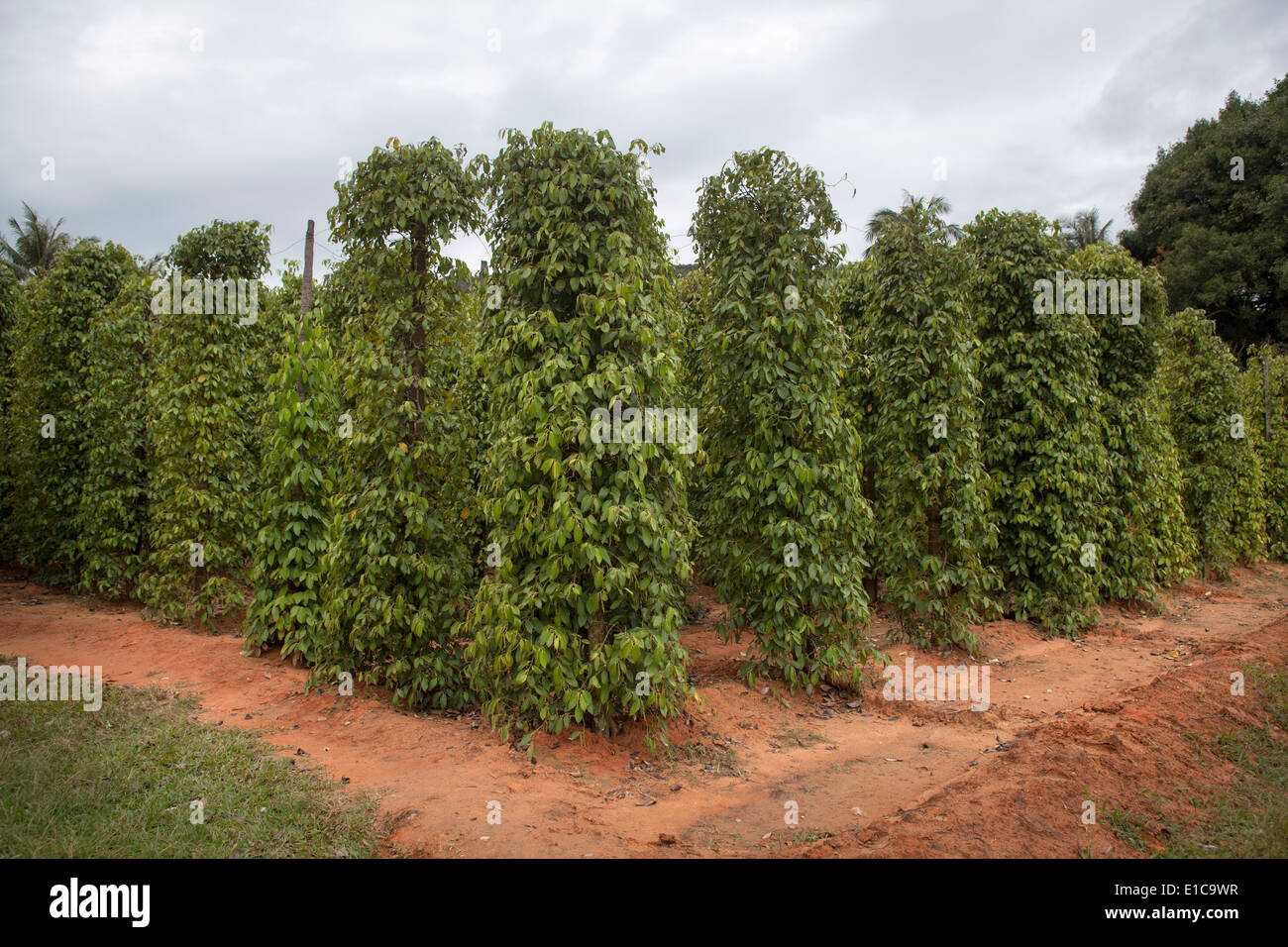 Pepper Farm on Phu Quoc Island in Vietnam Stock Photo Alamy