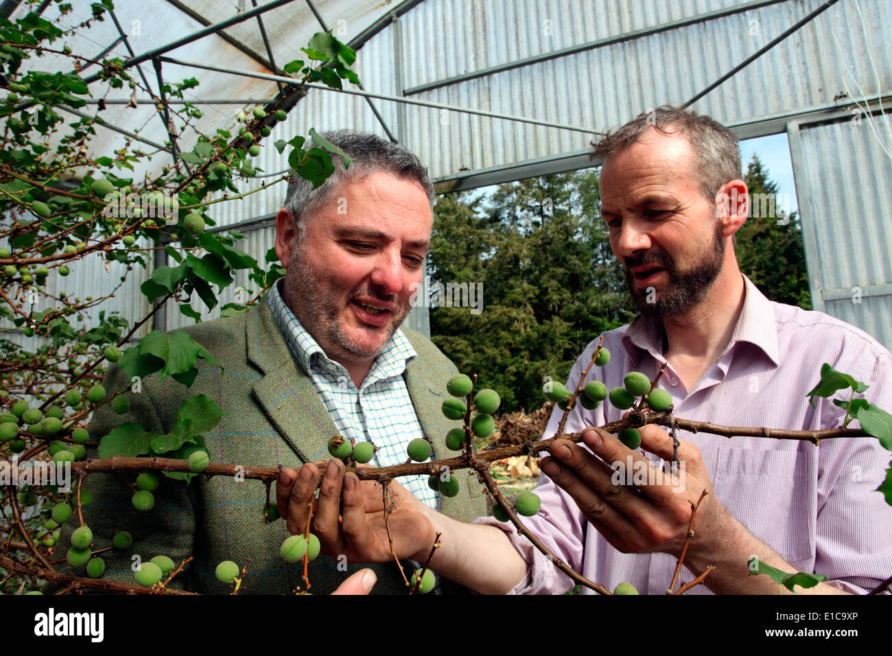 Richard Corrigan with Head Gardener Dermot Carey examining apricots Stock Photo