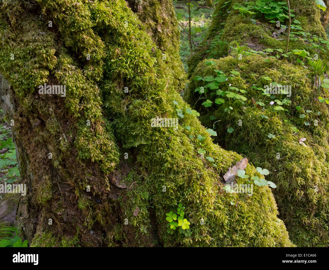 Sorrel tree hi-res stock photography and images - Alamy