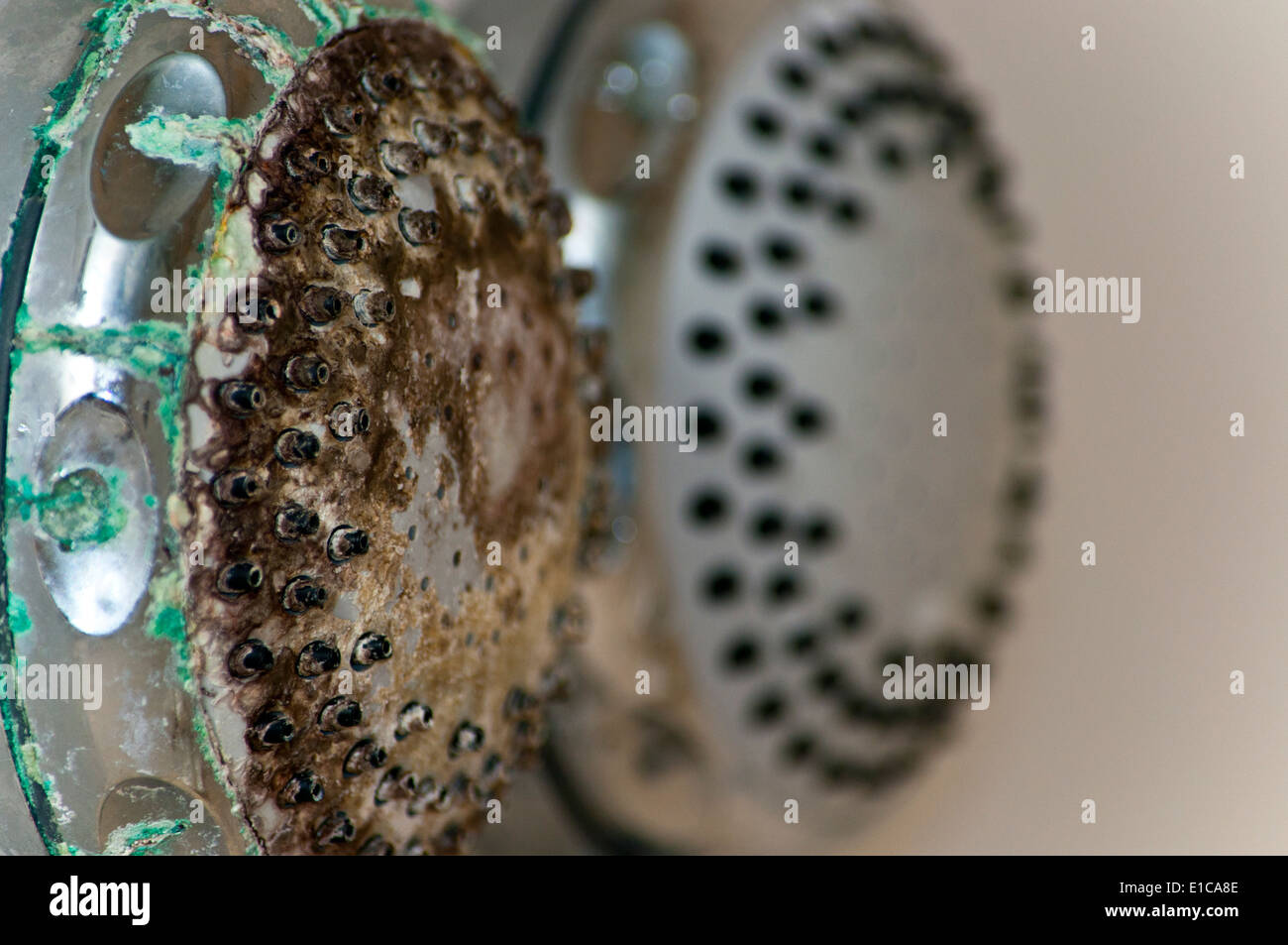 lime scale on shower head Stock Photo 69727630 Alamy