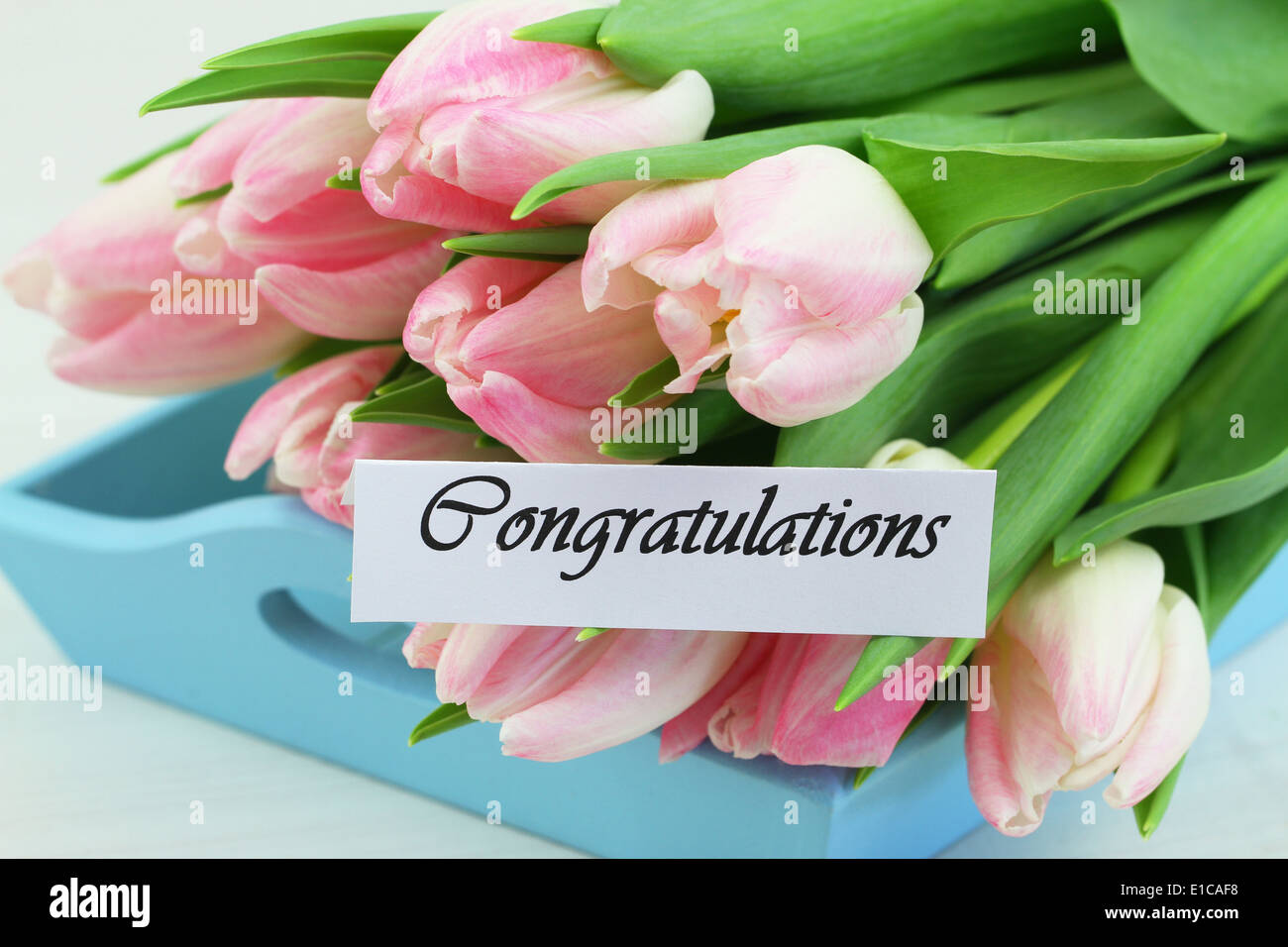 Congratulations card with pink tulips Stock Photo - Alamy