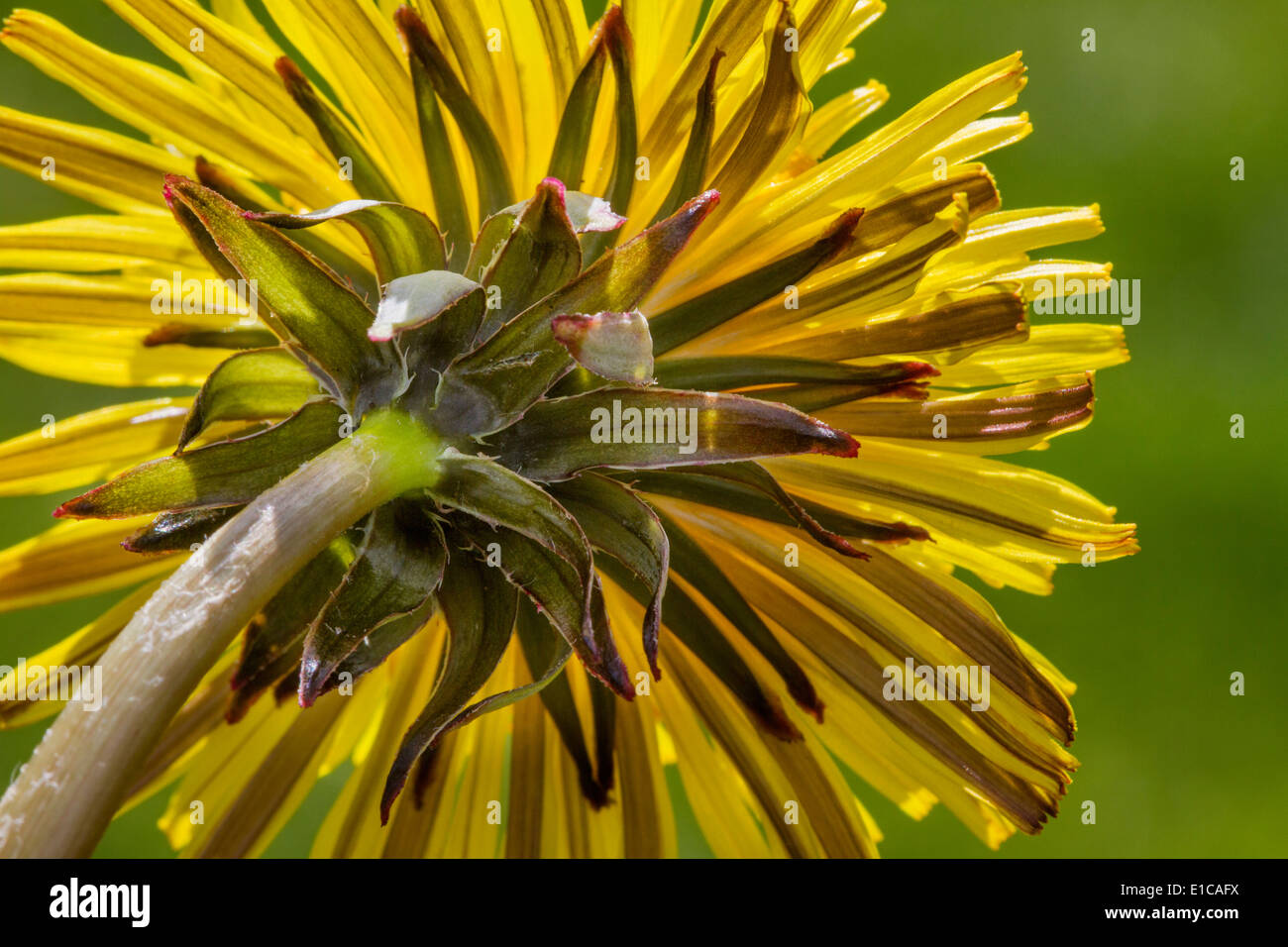 Close up of underside of common dandelion (Taraxacum officinale) in flower Stock Photo