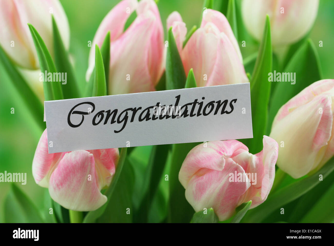 Congratulations card with pink tulips Stock Photo - Alamy