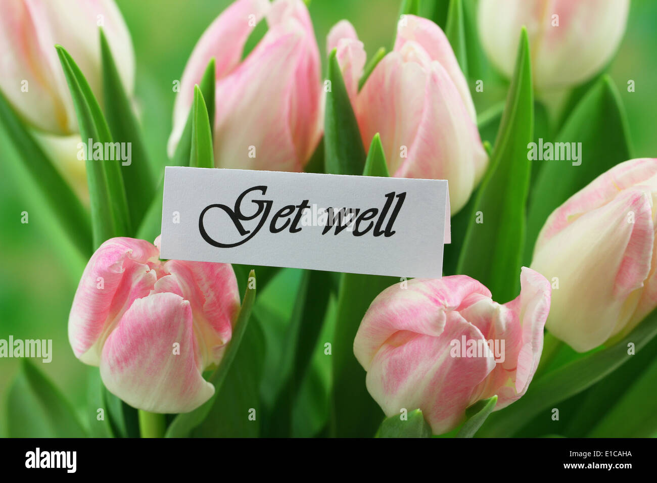 Get well card with pink tulips Stock Photo - Alamy