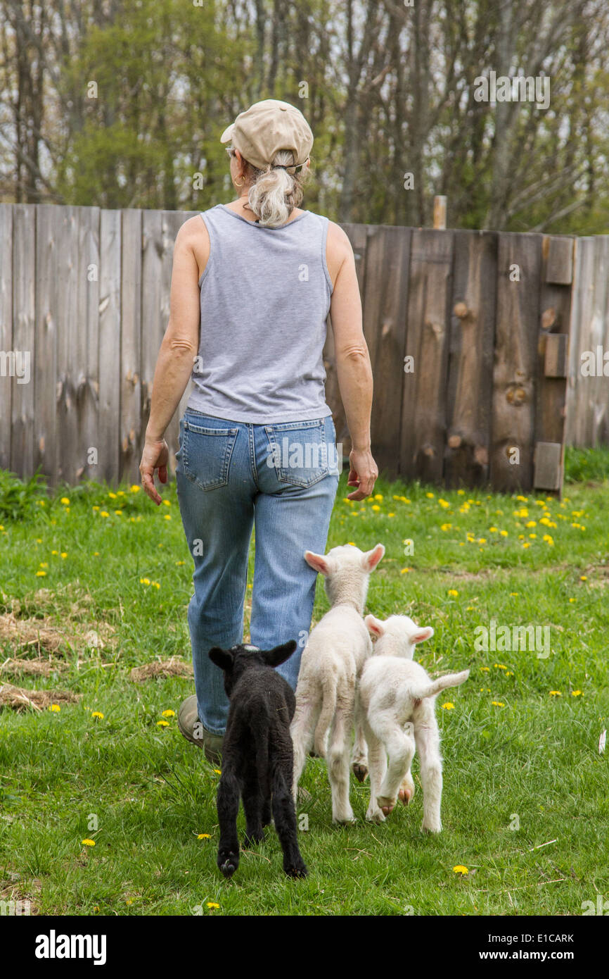 Farmer walks and her bottle fed lambs follow behind Stock Photo
