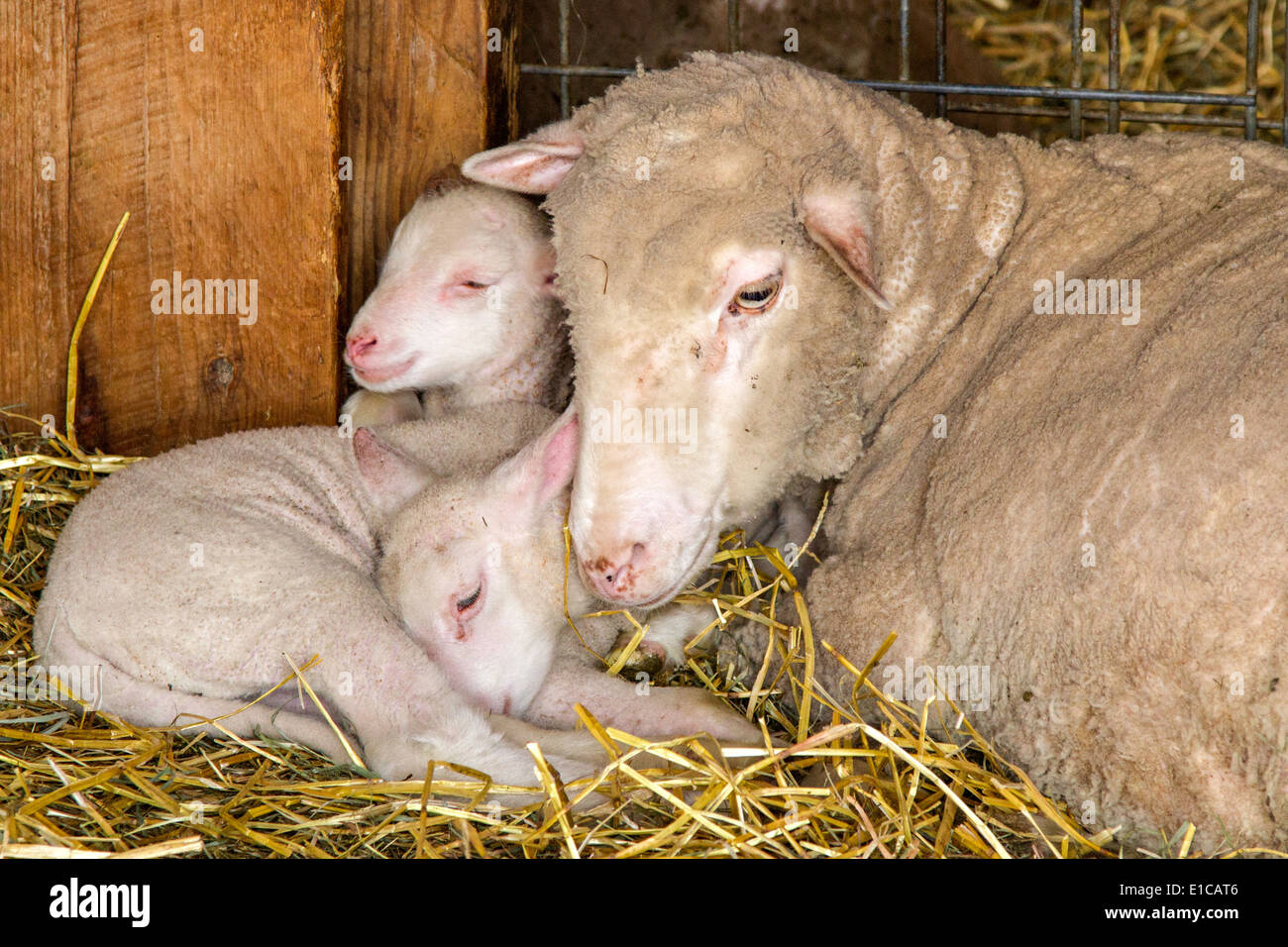 Ewe laying beside her two baby lambs Stock Photo