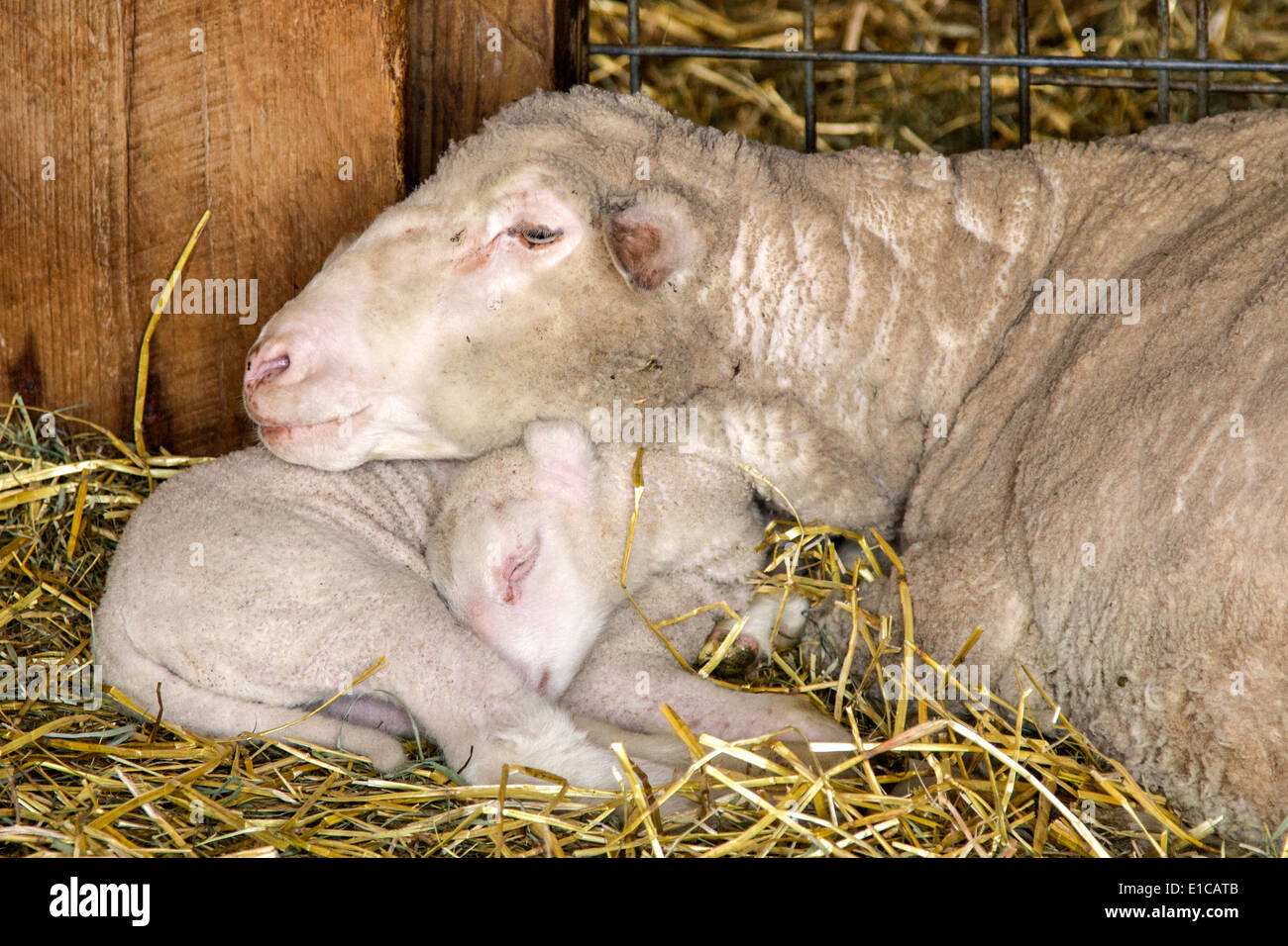 Ewe with her head on her baby lamb Stock Photo