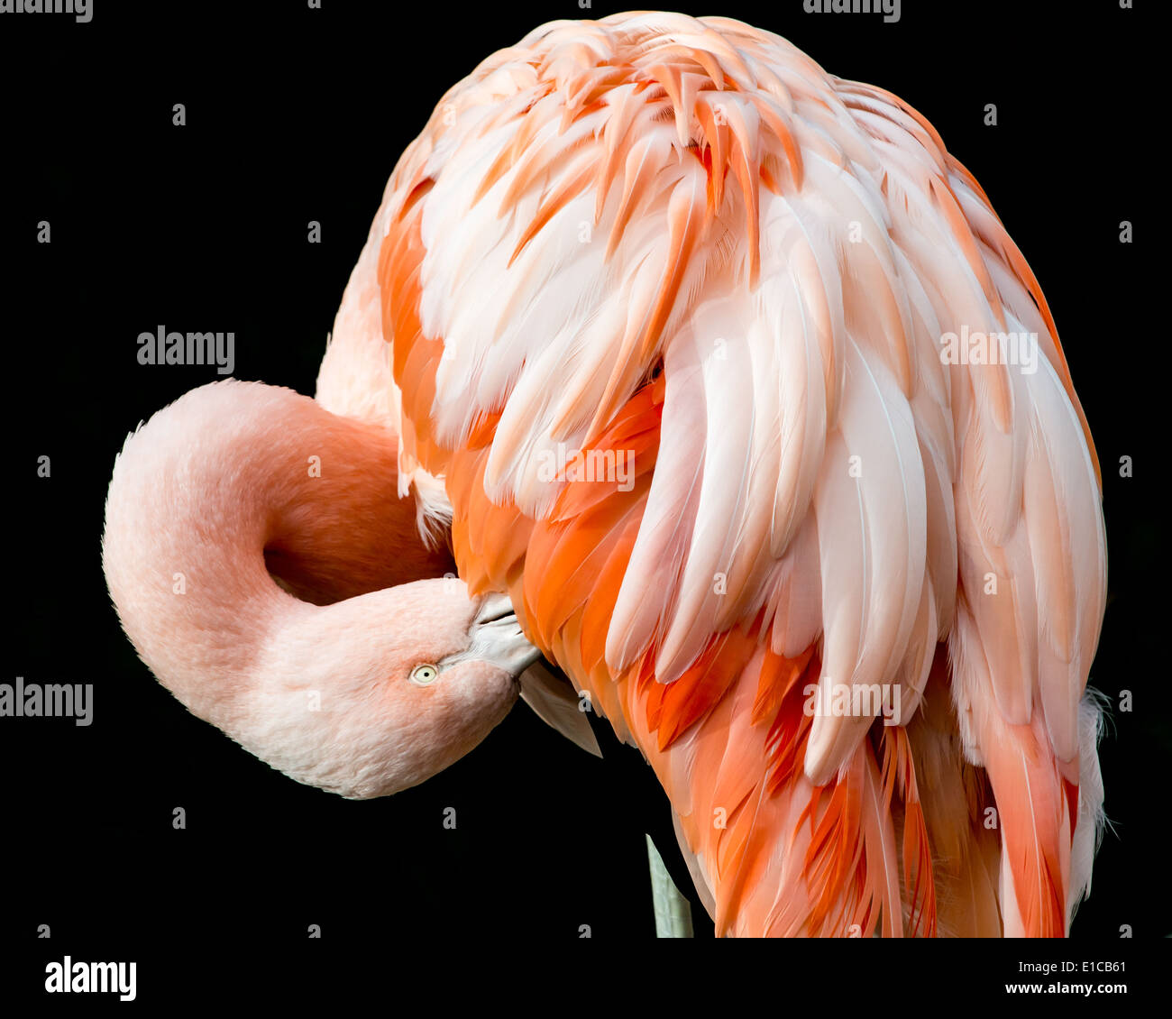 Profile portrait of Chilean Flamingo Stock Photo