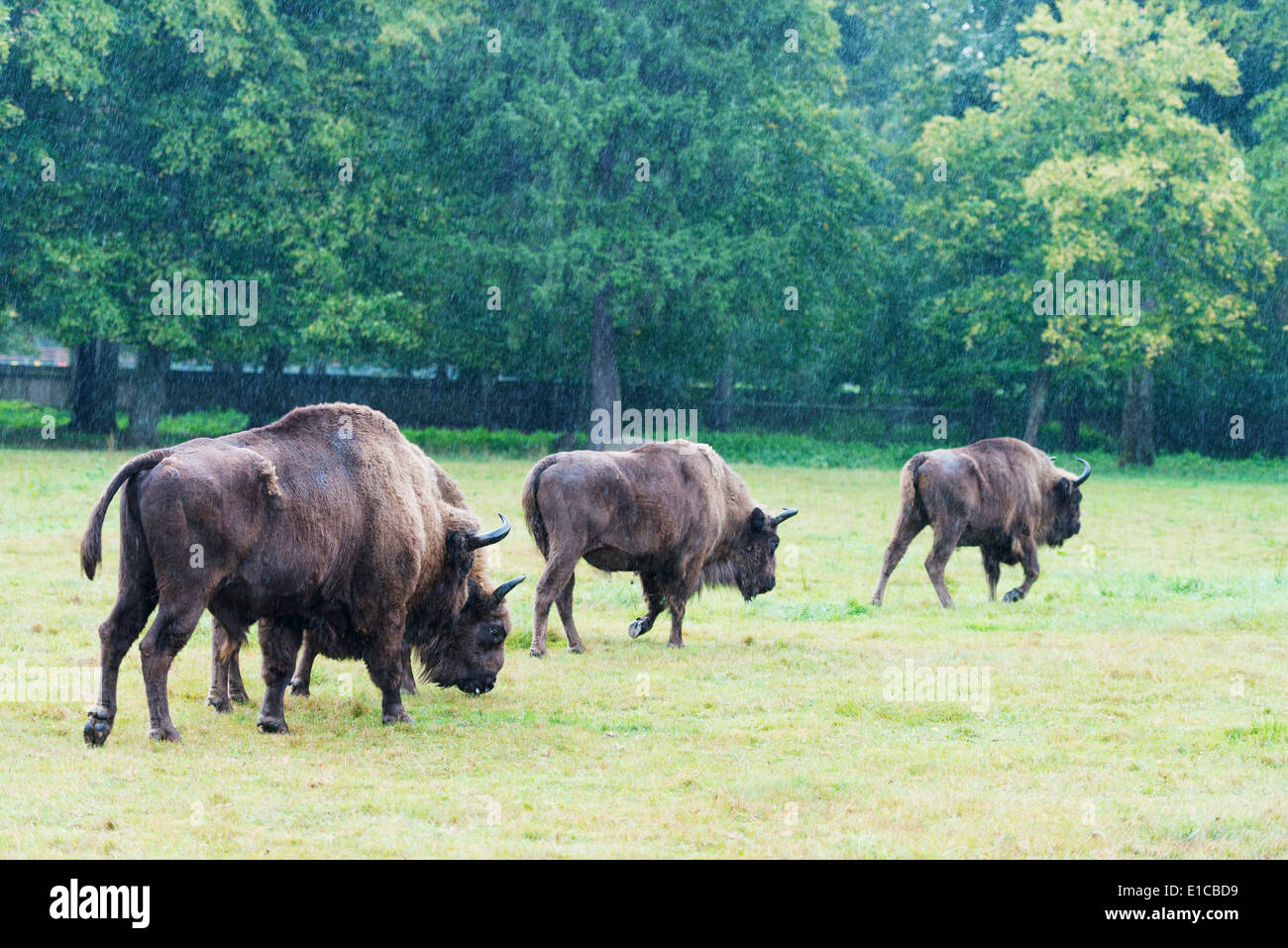 Europe, Poland, Bialowieza National Park, European Bison show reserve, Bison (Bison bonasus) Stock Photo