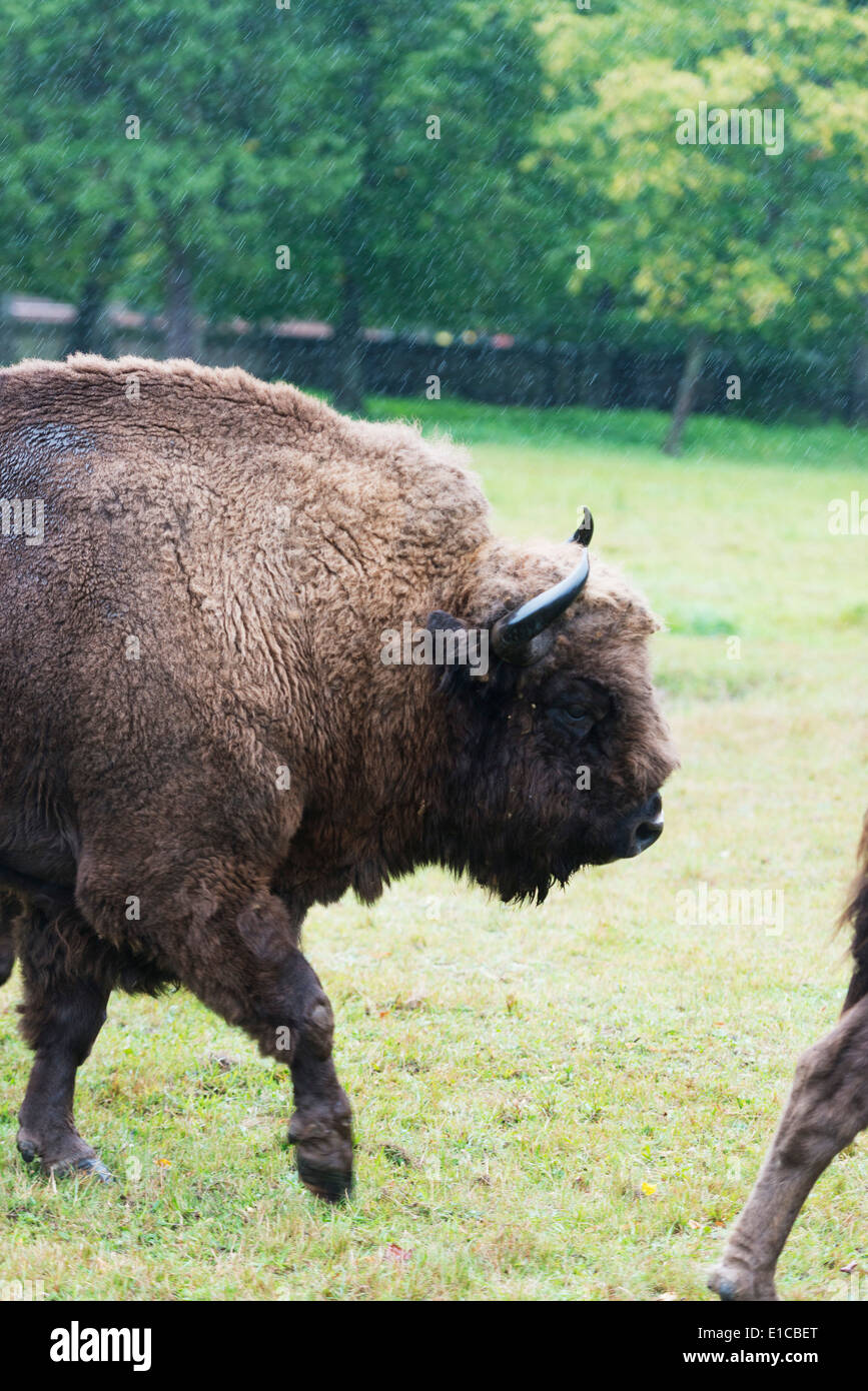 Europe, Poland, Bialowieza National Park, European Bison show reserve, Bison (Bison bonasus) Stock Photo