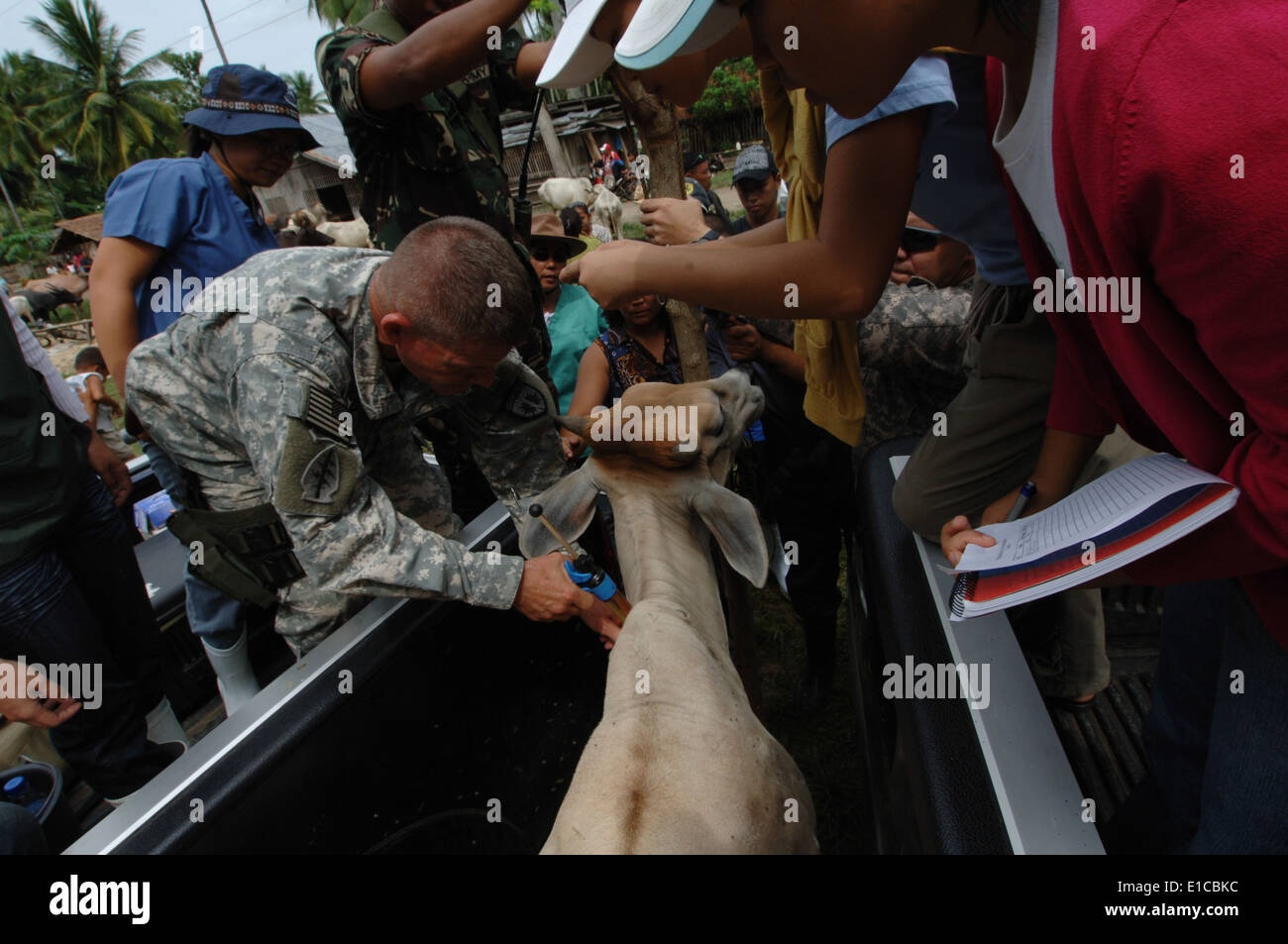 U.S. Army Lt. Col. Stephen Goldsmith injects vitamins into a cow with assistance from University of Southern Mindanao students Stock Photo
