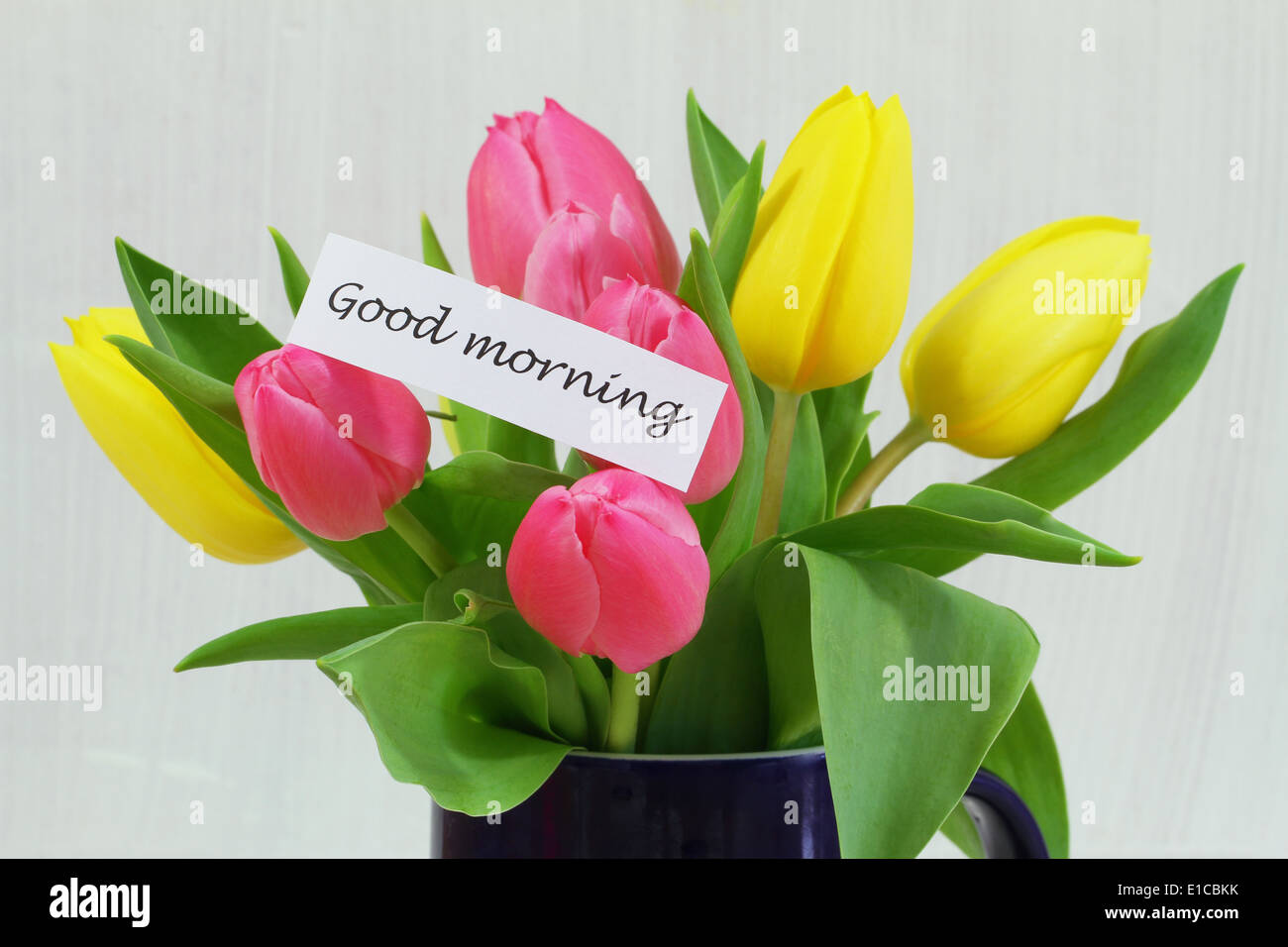 Good Morning Colorful Tulips Stock Photos Good Morning Colorful