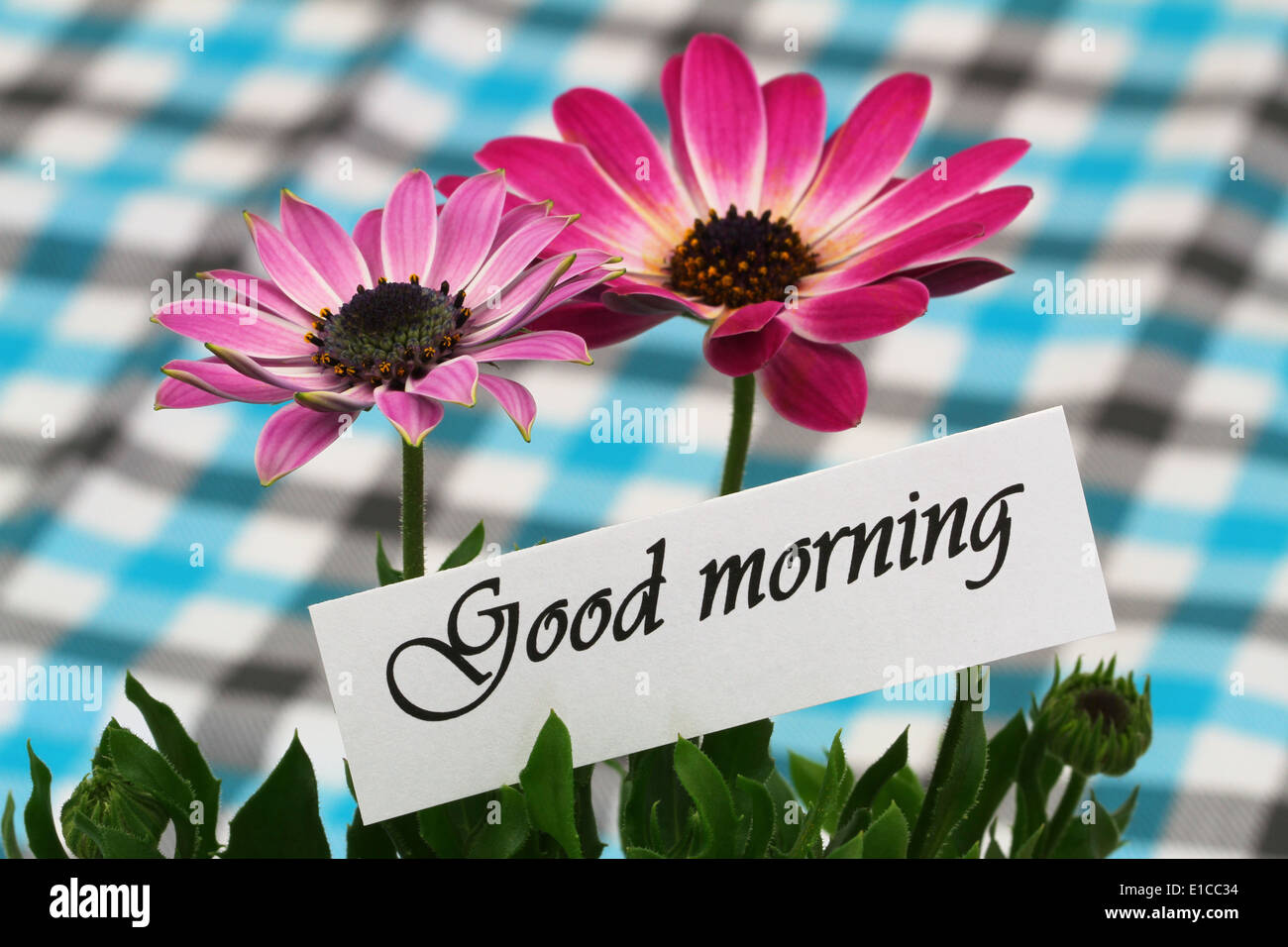 Good morning card with pink gerbera daisies Stock Photo