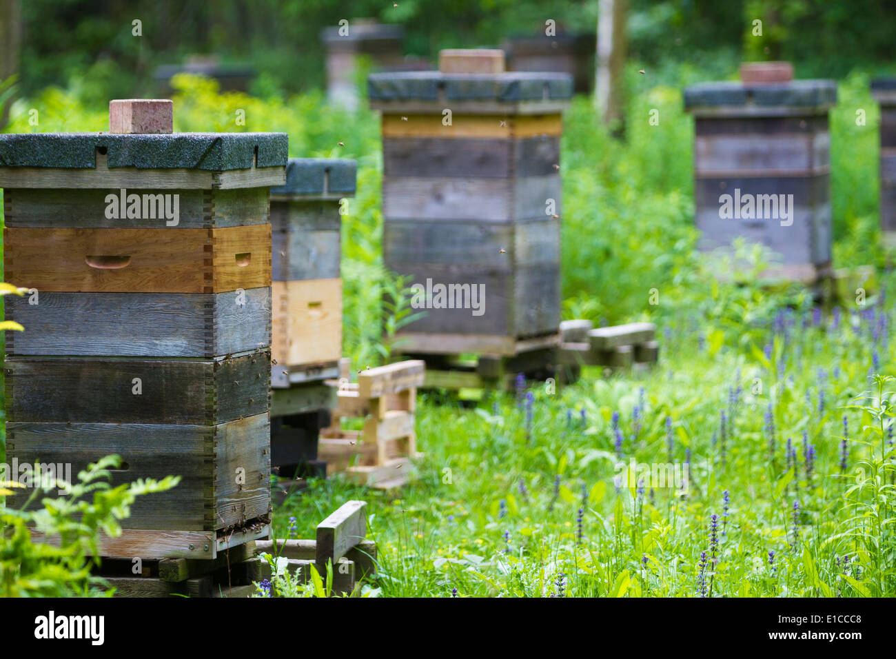 Beehives in a woodland glade, UK.  Housing domestic honey bees (Apis mellifera). Stock Photo